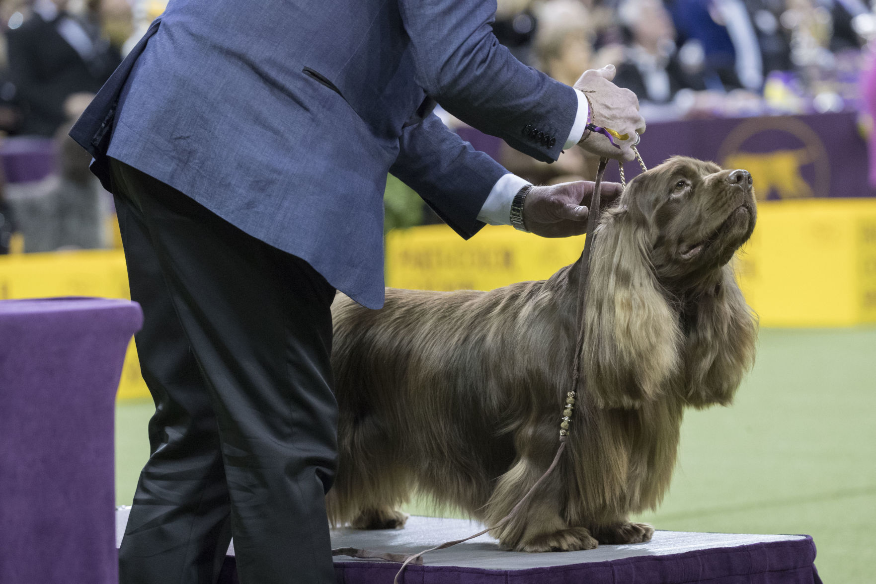 Westminster Dog Show